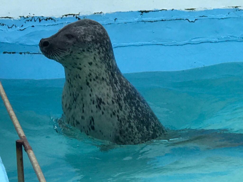プールのふちに向かって泳ぐアザラシの背中