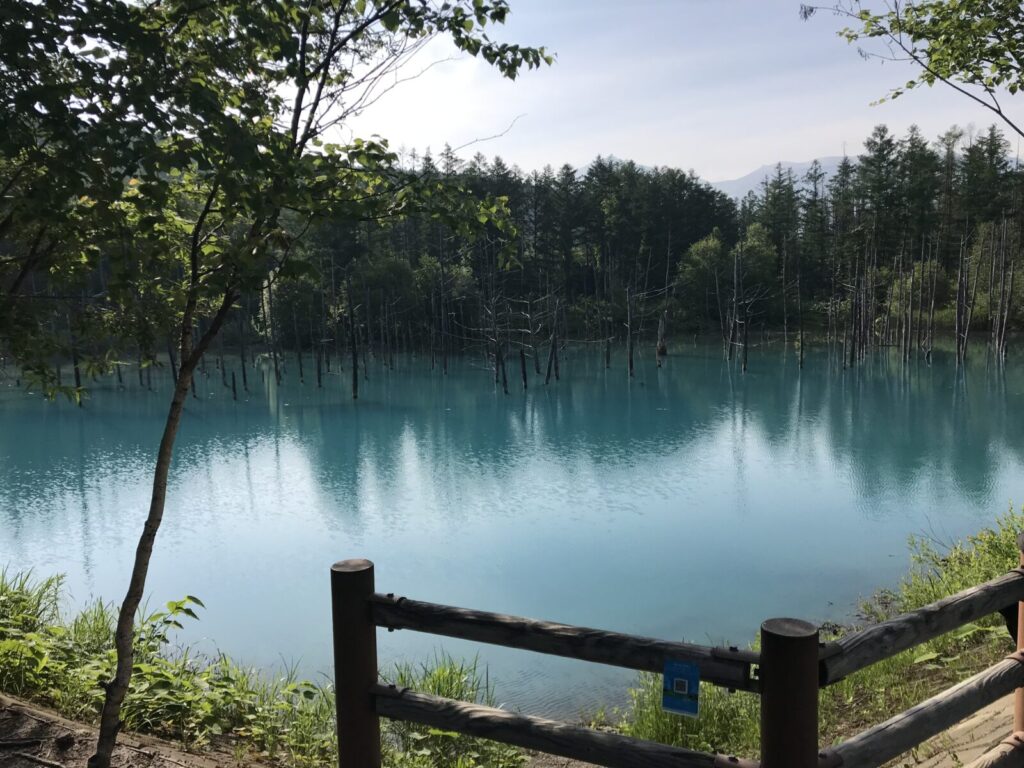 青い池全体が写る風景写真、木々と水面が美しく映る