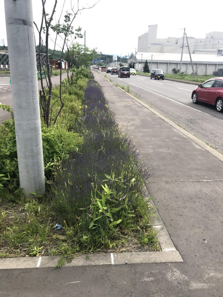 富良野の歩道沿いに咲くラベンダーと車道の風景（7月撮影）