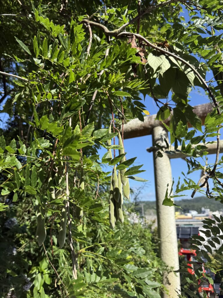 神社の鳥居付近に実ったフジのような房状の植物と青空