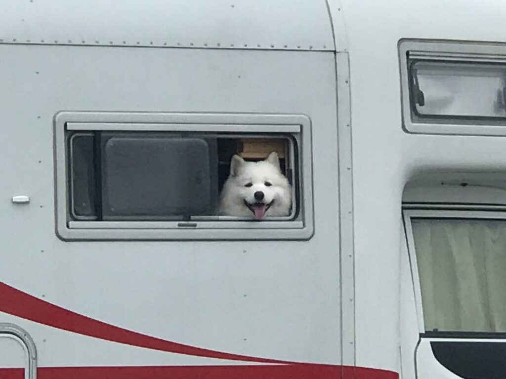 キャンピングカーの窓から顔を出す笑顔の白い犬